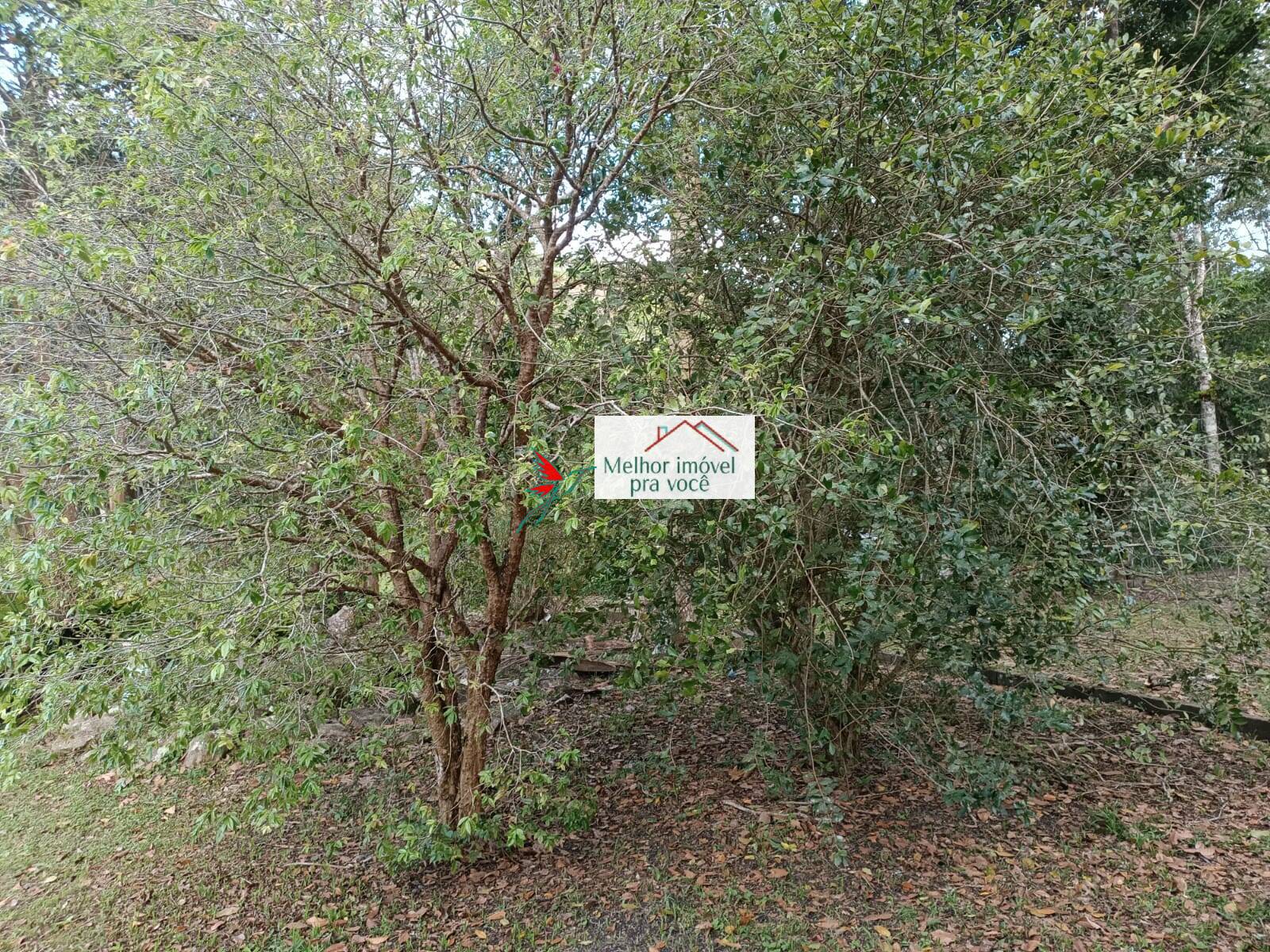 Sítio, 3 quartos, 2 hectares - Foto 103