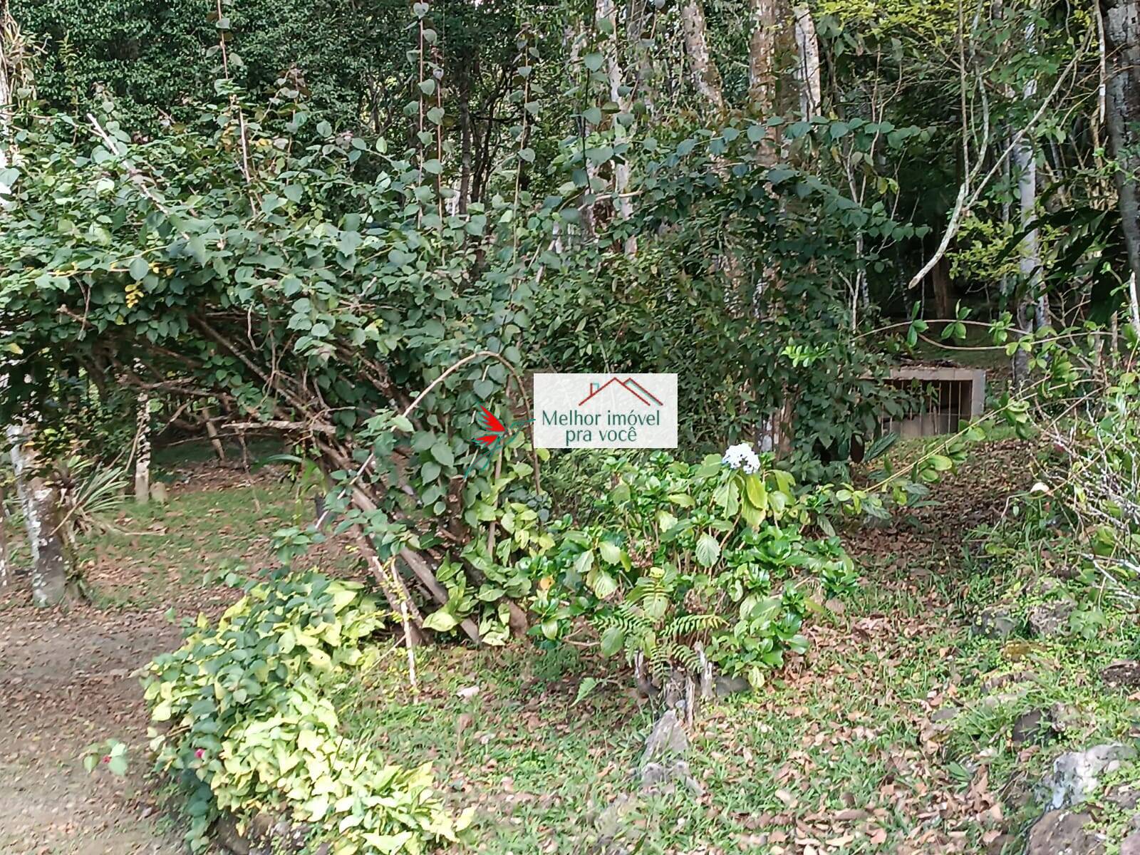 Sítio, 3 quartos, 2 hectares - Foto 107
